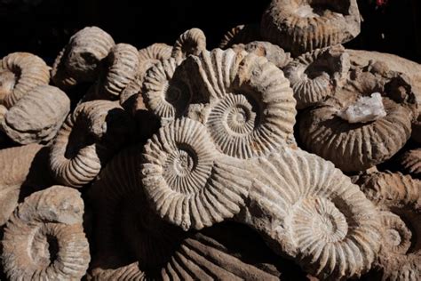 Neutrons reveal ammonites jetted around prehistoric oceans – UKRI