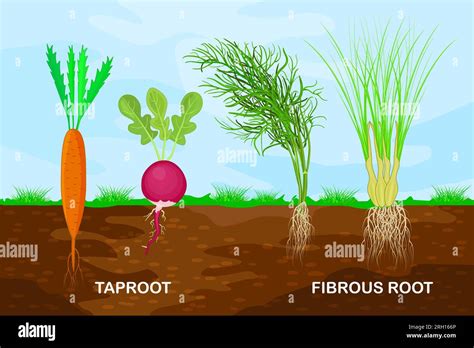 Tap Root Plants List