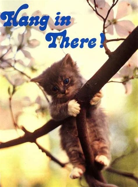 Hang in There! | Hang in there cat, Hang in there, baby, Cat posters