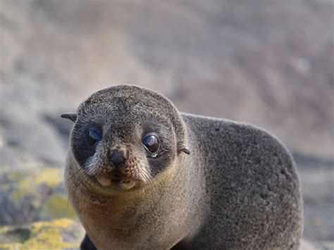 Questions over Washed-Up Dead Seal Pups | Newsroom