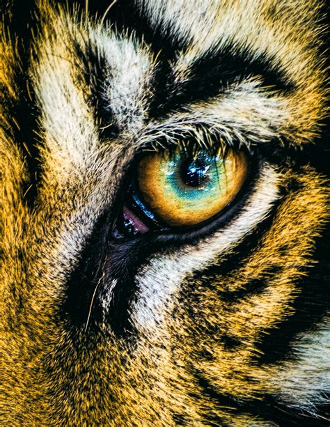 Eye of the Tiger | Close up image of a tiger's eye. I'm ofte… | Flickr