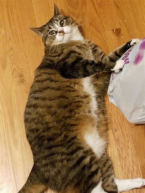 It's just a primordial pouch! : r/fatcats