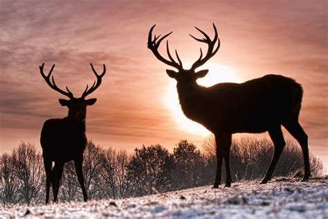 Whitetail Deer Screensavers and Wallpaper - WallpaperSafari