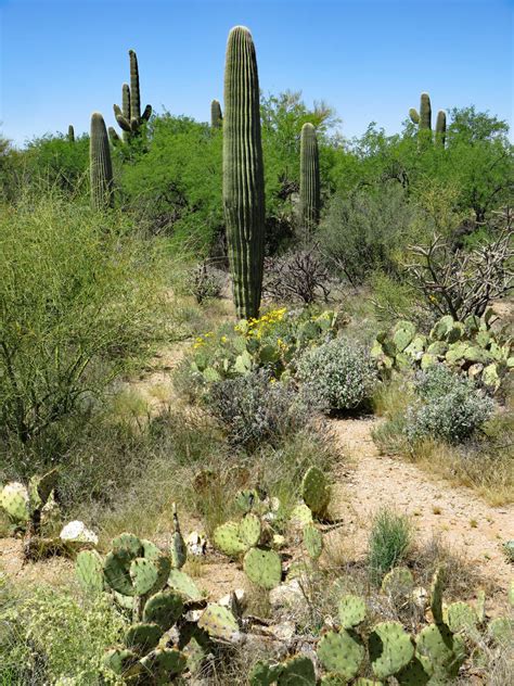 Sonoran Desert Cacti by joeyartist on DeviantArt