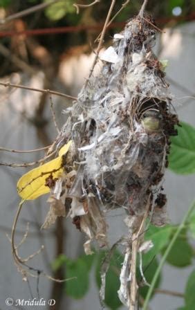 A Purple Sunbird Nest – Travel Tales from India and Abroad