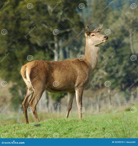 Red Deer Hind Stock Photo - Image: 2239510