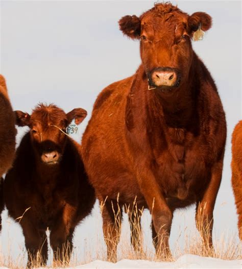 Red Angus Cattle: Origin, Characteristics, Uses, Photo