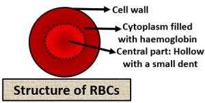 What are Blood cells? Definition, Types & Disorders - Biology Reader