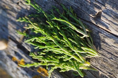 Glasswort: Sus Beneficios Y Cómo Cocinarlo