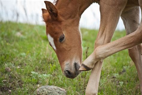 Trombiculosis (Chiggers) in Horses - Symptoms, Causes, Diagnosis, Treatment, Recovery ...