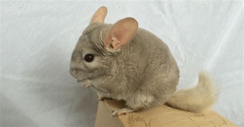 The 10 Healthiest Chinchilla Treats - Chinchilla Journal