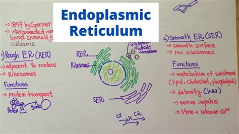 Rough Endoplasmic Reticulum Function - JaxsonminArias