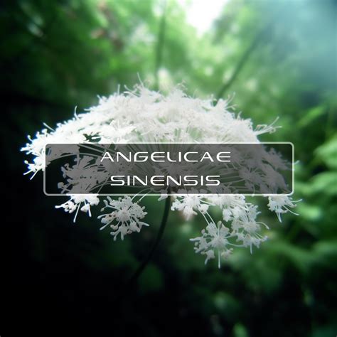 Angelica Sinensis – Interstellar Blends | Activate Your Super Powers!