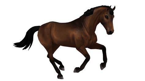 Belgian Warmblood – Horse breed of Jorvik | Star Stable