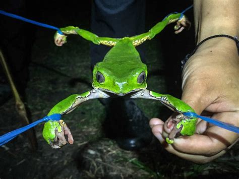 sapo-frog-phyllomedusa-bicolor-kambo-harvest - Rainforest Healing Center