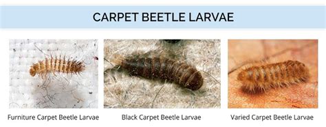 black carpet beetle life cycle - Deon Whittaker