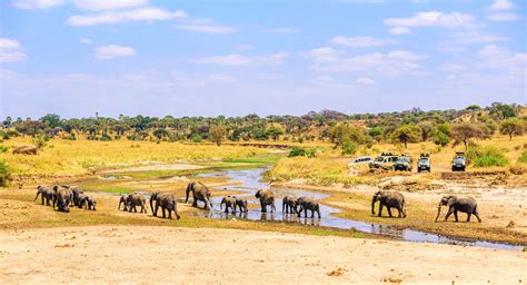 Tarangire National Park, Discover the Elephant's Paradise