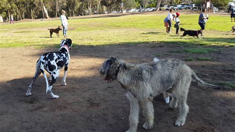 Battle Of Titans: 7 Month old Irish Wolfhound vs. Great Dane Pup ...