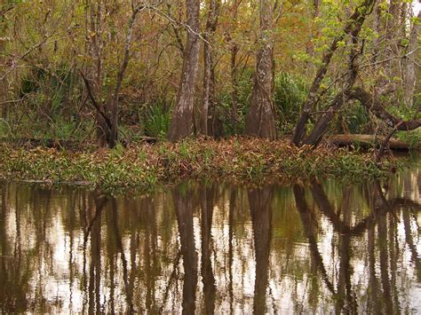 I Heart My Pen: Photography (and other animals): Haunted Swamp, Louisiana