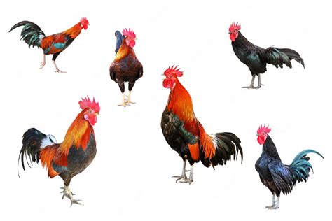 Premium Photo | Set of rooster isolate on white background.