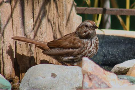 Copper Crow Studio: Bird Photos