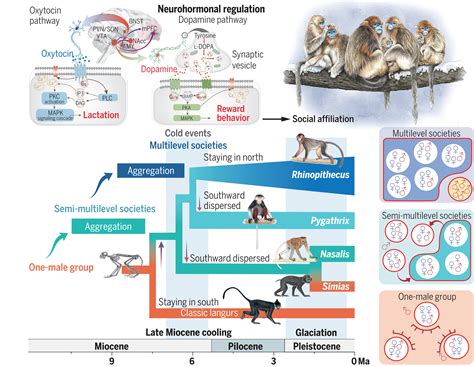 Adaptations to a cold climate promoted social evolution in Asian colobine primates | Science