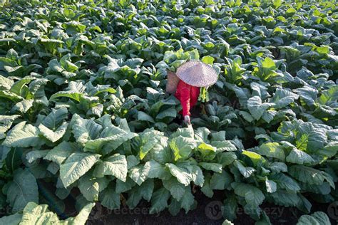 Old lady harvesting tobacco leaves in the harvest season Farmers collecting tobacco leaves ...