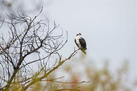 Does God Send Birds as Signs? 9 Birds with Prophetic Meaning