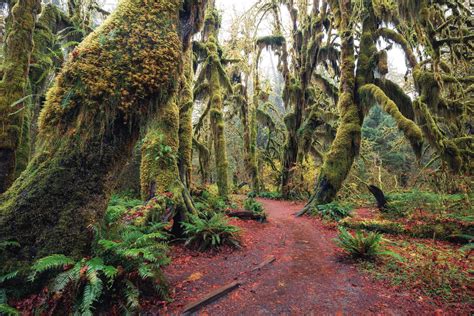 Hall of Mosses Trail in the Hoh Rainforest (fall) | Explorest