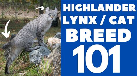 Highlander Lynx/Cat 101 : Breed & Personality – LittlePetsCare.com