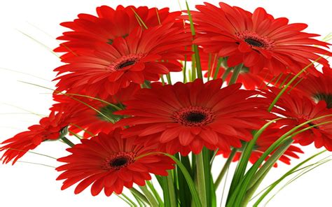 Margaridasgerberas Bouquet Of Red Flowers Wallpaper Hd : Wallpapers13.com