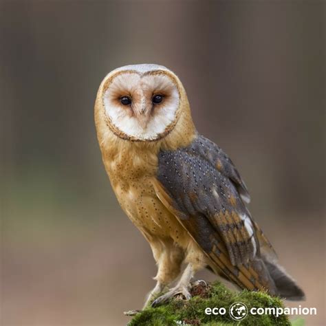 This wonderful specimen is a barn owl. The species does not hoot as ...