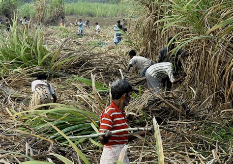 Sugarcane Harvesting Photograph by Johnson Moya