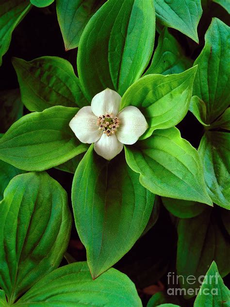 Cornus Canadensis Photograph by Geoff Kidd/science Photo Library - Pixels