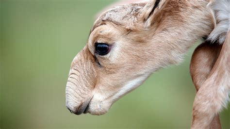 5 facts about a rare steppe antelope called the saiga - Russia Beyond