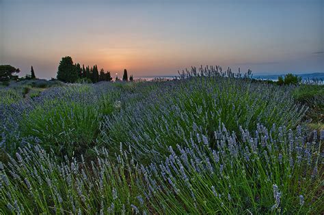 Hvar Lavender Field | Sean Crane Photography