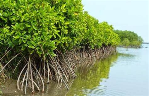 Sinarmas Dan APP Sinarmas Lestarikan Ekosistem Mangrove – EGINDO