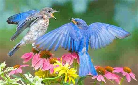 Birds and Blooms Backyard Photo Contest 2019 (Birdsandblooms.com/contests) Instant Win Games ...