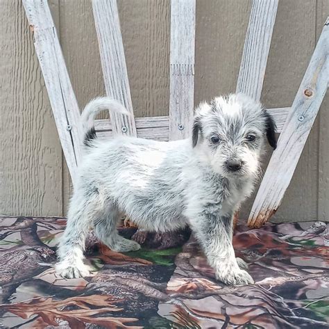 Blue Heeler Poodle Mix