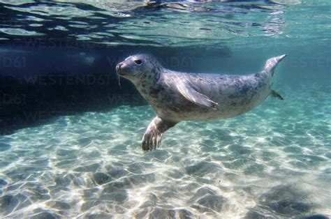 Seal swimming underwater stock photo