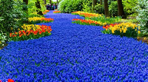 Keukenhof 2023 with Visits to Private Gardens and a Journey along the ...