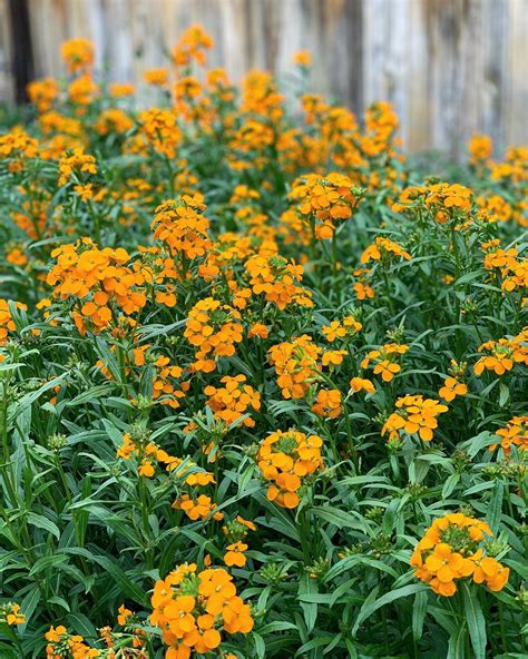 Is Siberian Wallflower Invasive? [5+ Ways To Control Them]