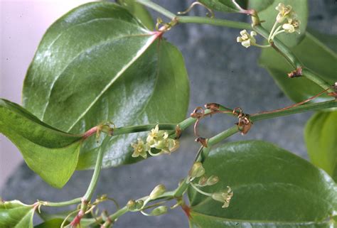 Smilax rotundifolia (carrion-flower, roundleaf greenbrier): Go Botany