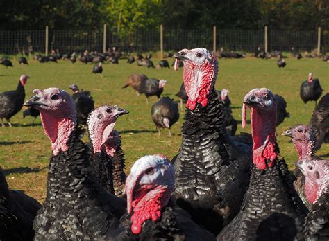 Buy Turkeys Online | Essex Butcher | Blackwells Farm Shop