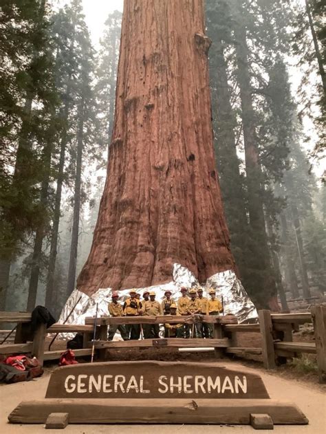 Wildfire Destruction of Giant Sequoias - RedZone