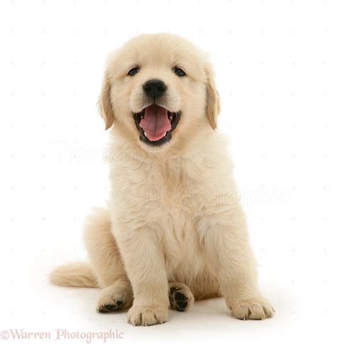 Dog: Golden Retriever puppy sitting photo WP21555