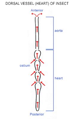 Painless Technology: Cockroach Heart Design