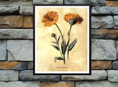 Marigold art- antique prints- flower art print- botanical prints- Vintage prints- Victorian art ...