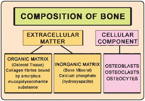 Bone Formation and Growth | Radiology Key