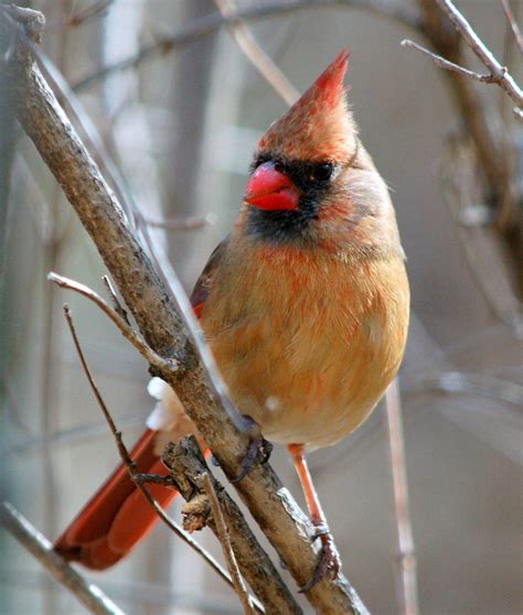 female cardinals - Google Search | Pet birds, Bird pictures, Cardinal birds